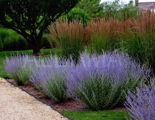Salvie rusească - Perovskia atriplicifolia 'Blue Spire'