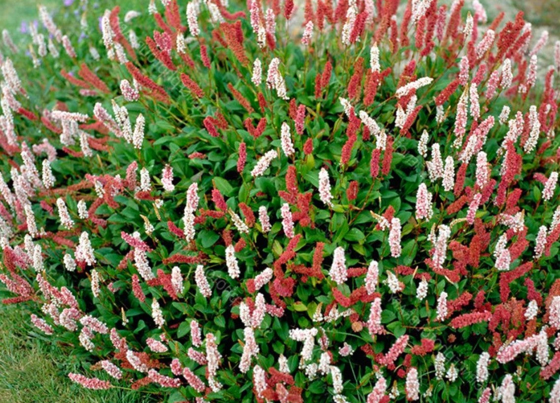 Persicarie pitică - Persicaria affinis 'Superba'