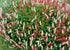 Persicarie pitică - Persicaria affinis 'Superba'