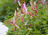 Persicarie pitică - Persicaria affinis 'Superba'