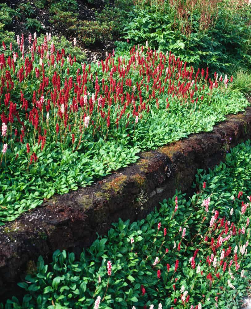 Persicarie pitică - Persicaria affinis 'Superba'