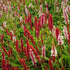 Persicarie pitică - Persicaria affinis 'Superba'