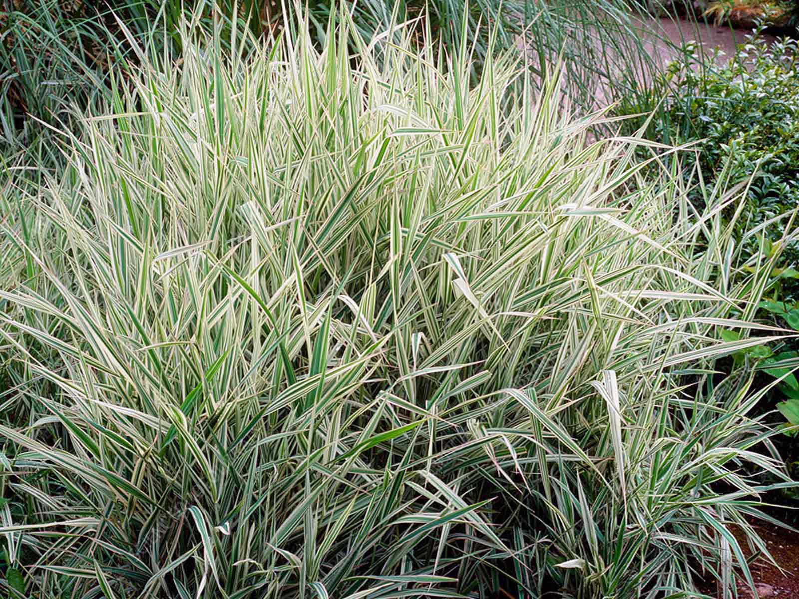 Iarbă variegată - Phalaris arundinacea ‘Picta’