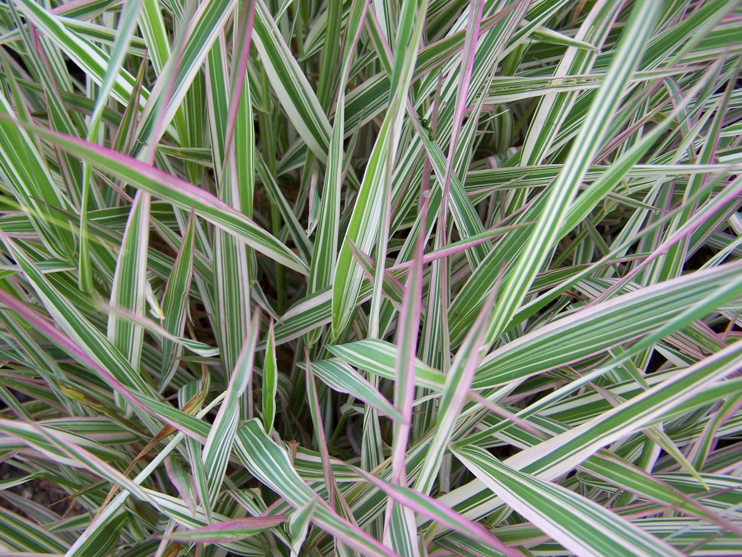 Iarbă variegată - Phalaris arundinacea ‘Picta’
