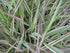 Iarbă variegată - Phalaris arundinacea ‘Picta’