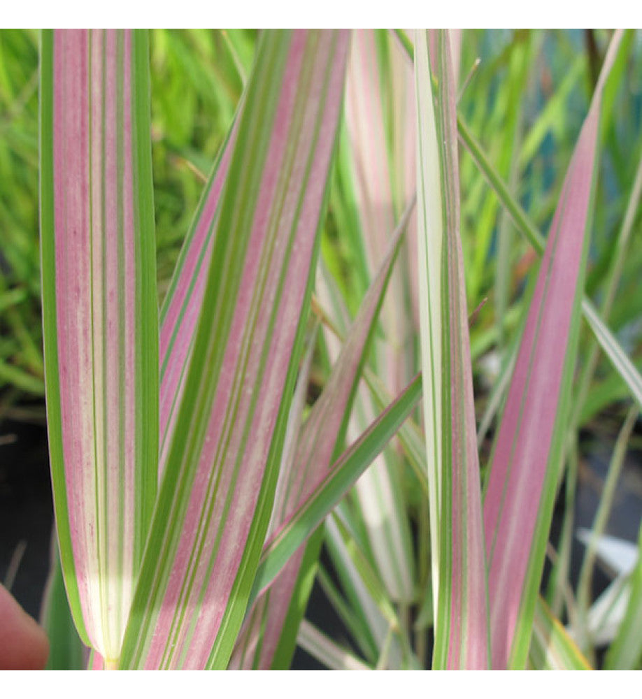 Iarbă variegată - Phalaris arundinacea ‘Picta’
