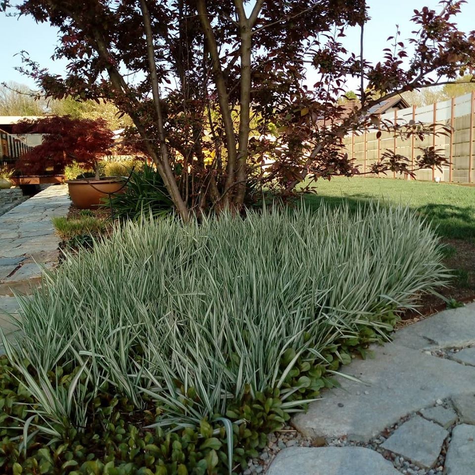 Iarbă variegată - Phalaris arundinacea ‘Picta’