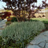 Iarbă variegată - Phalaris arundinacea ‘Picta’