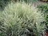 Iarbă variegată - Phalaris arundinacea ‘Picta’