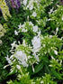 Brumărele înalte -Phlox paniculata Famous™ White