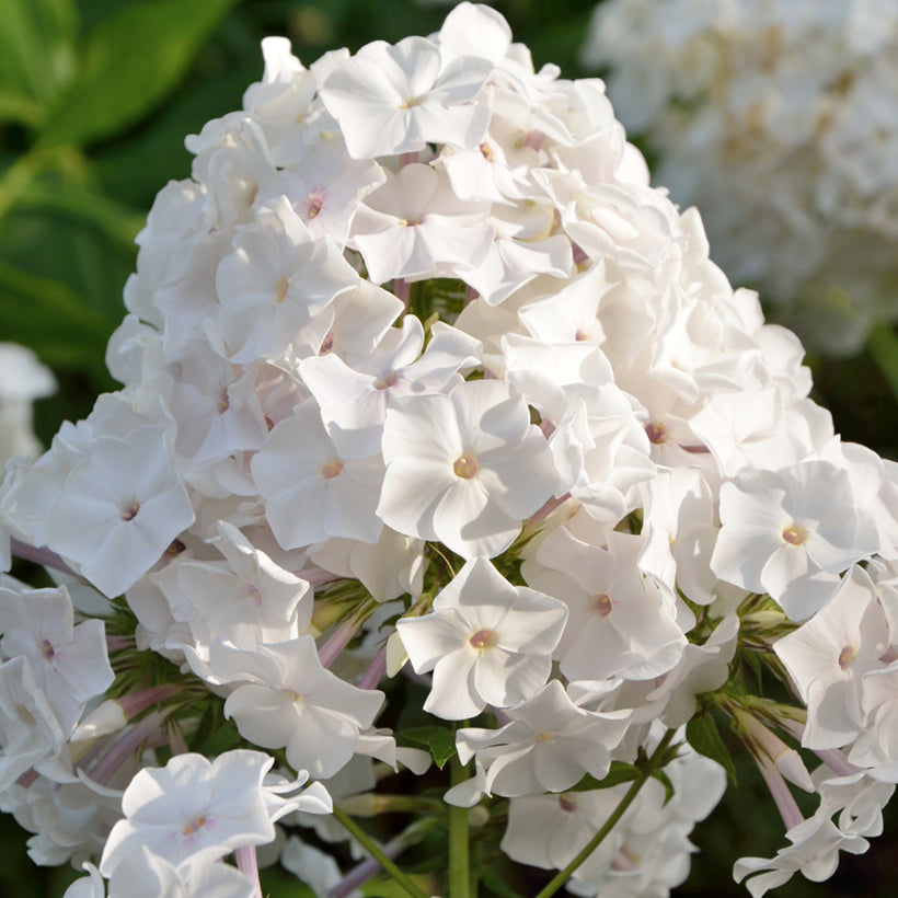 Brumărele înalte -Phlox paniculata Famous™ White