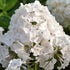 Brumărele înalte -Phlox paniculata Famous™ White