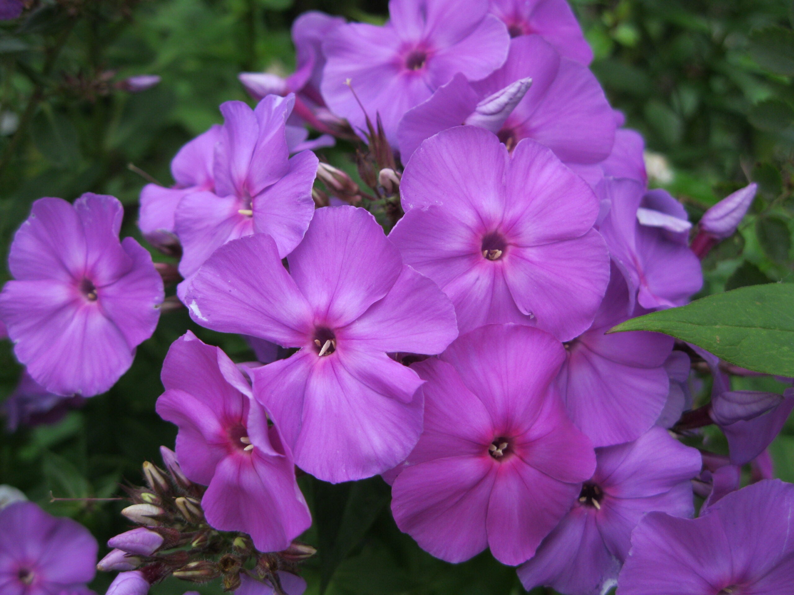Brumărele Înalte - Phlox Paniculata 'Amethyst'