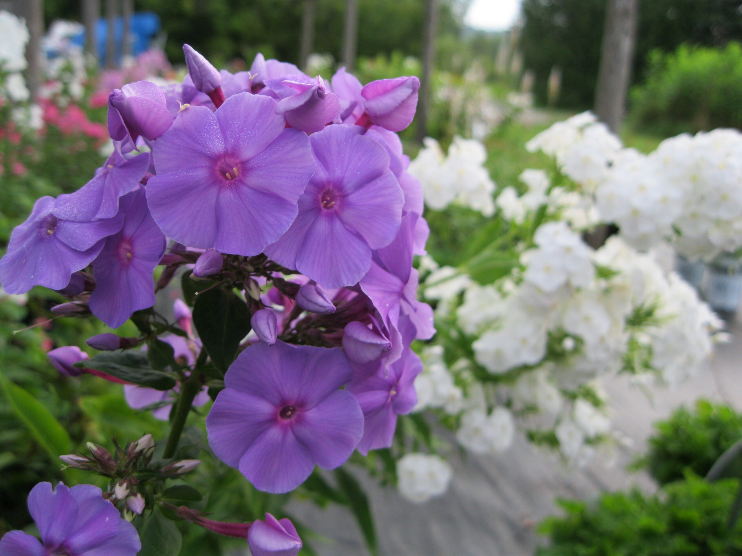 Brumărele Înalte - Phlox Paniculata 'Amethyst'