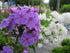 Brumărele Înalte - Phlox Paniculata 'Amethyst'