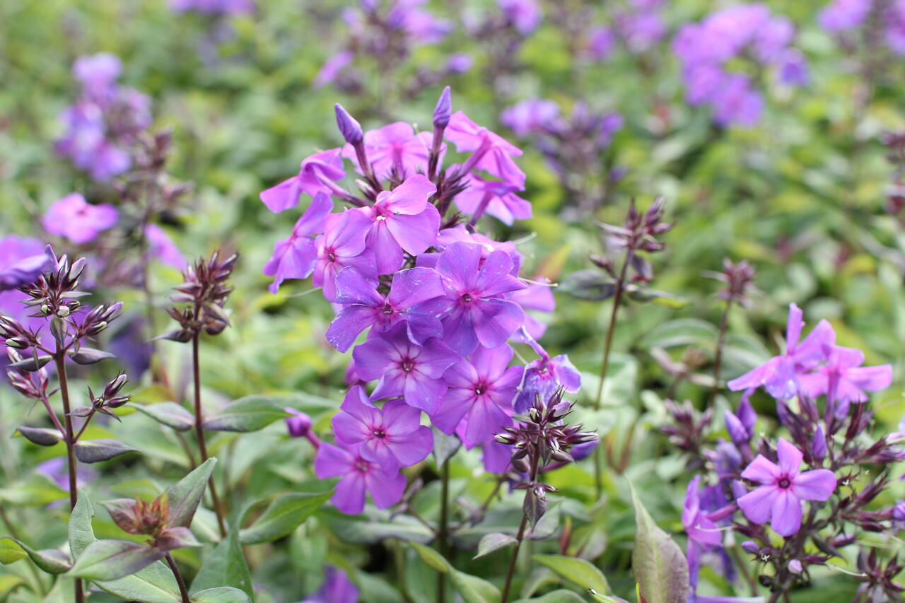 Brumărele Înalte - Phlox Paniculata 'Amethyst'