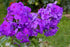 Brumărele Înalte - Phlox Paniculata 'Amethyst'