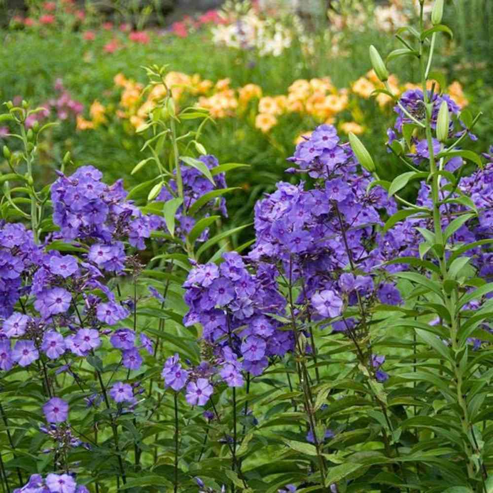 Brumărele Înalte - Phlox Paniculata 'Blue Paradise'