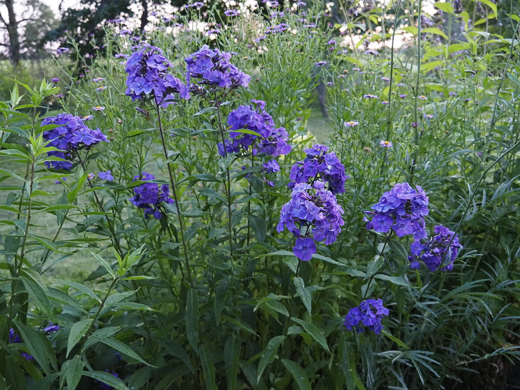 Brumărele Înalte - Phlox Paniculata 'Blue Paradise'