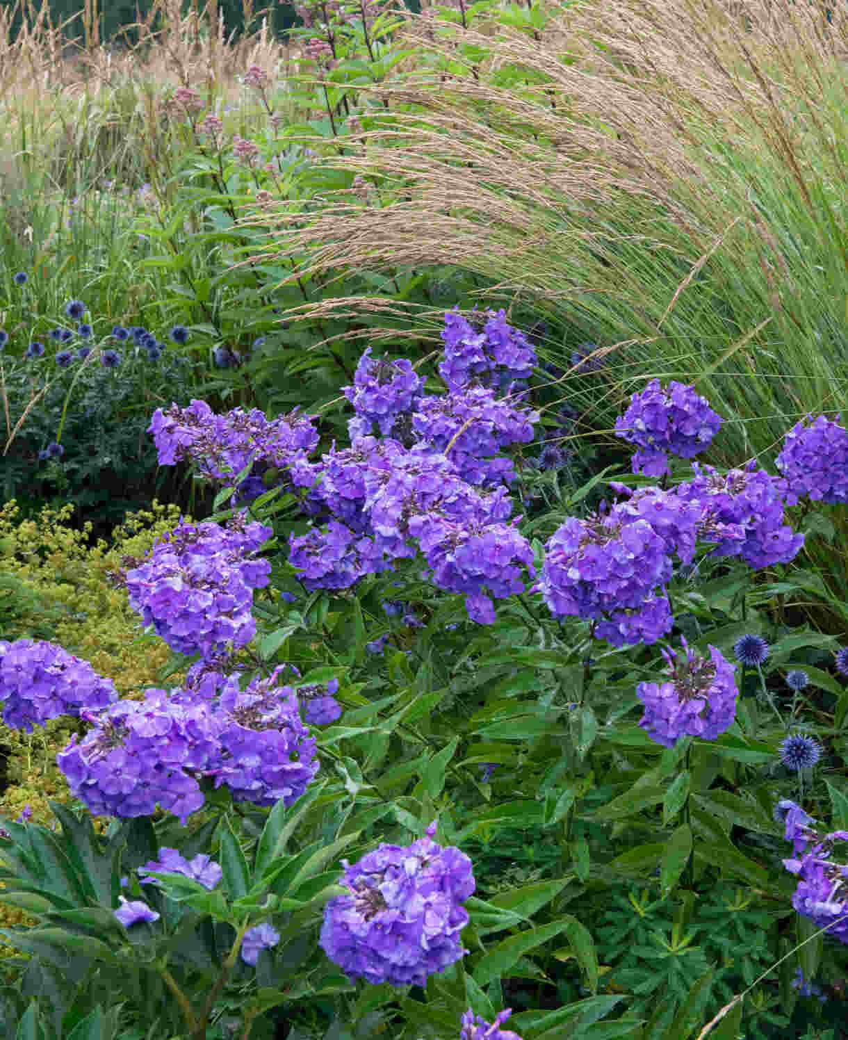 Brumărele Înalte (Phlox Paniculata 'Blue paradise') de Vânzare