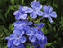 Brumărele Înalte - Phlox Paniculata 'Blue Paradise'