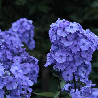 Brumărele Înalte (Phlox Paniculata 'Blue paradise') de Vânzare