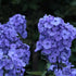 Brumărele Înalte - Phlox Paniculata 'Blue Paradise'