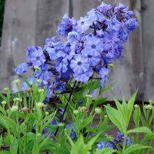 Brumărele Înalte - Phlox Paniculata 'Blue Paradise'