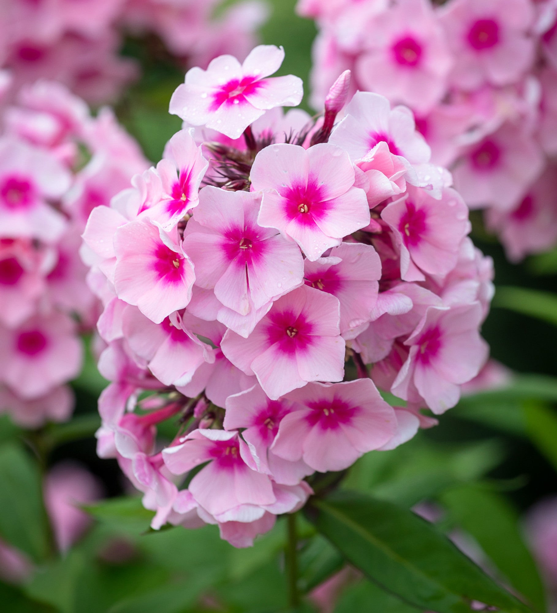 Brumărele Înalte - Phlox Paniculata 'Bright Eyes'