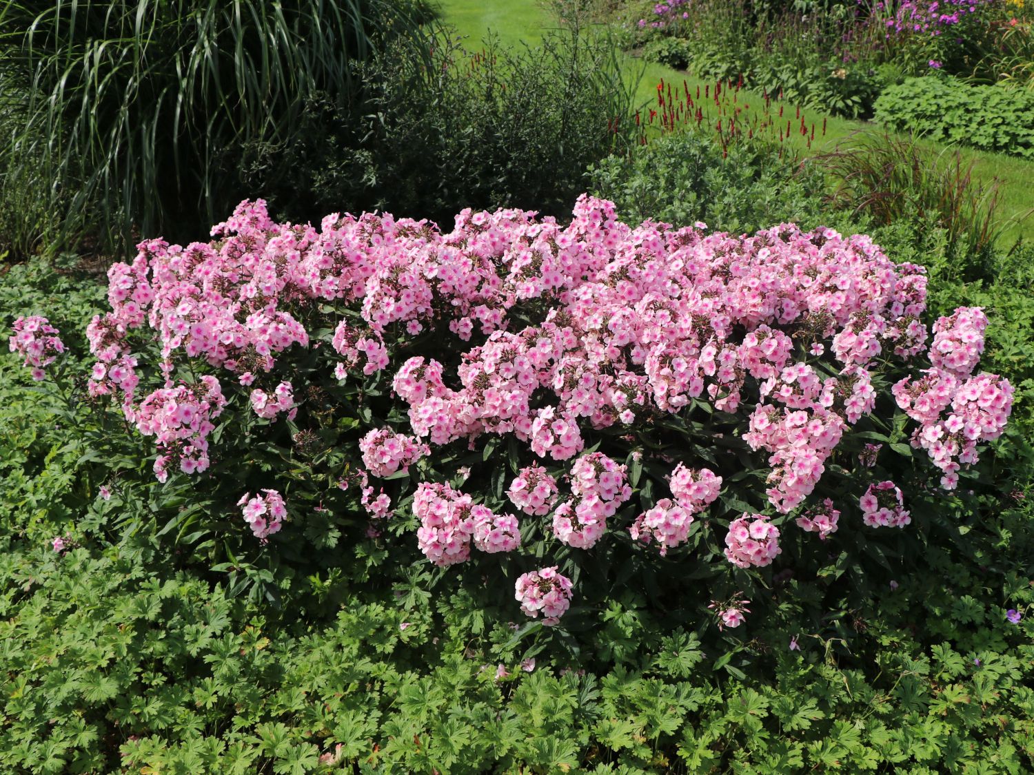 Brumărele Înalte - Phlox Paniculata 'Bright Eyes'