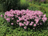 Brumărele Înalte - Phlox Paniculata 'Bright Eyes'