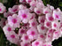 Brumărele Înalte - Phlox Paniculata 'Bright Eyes'