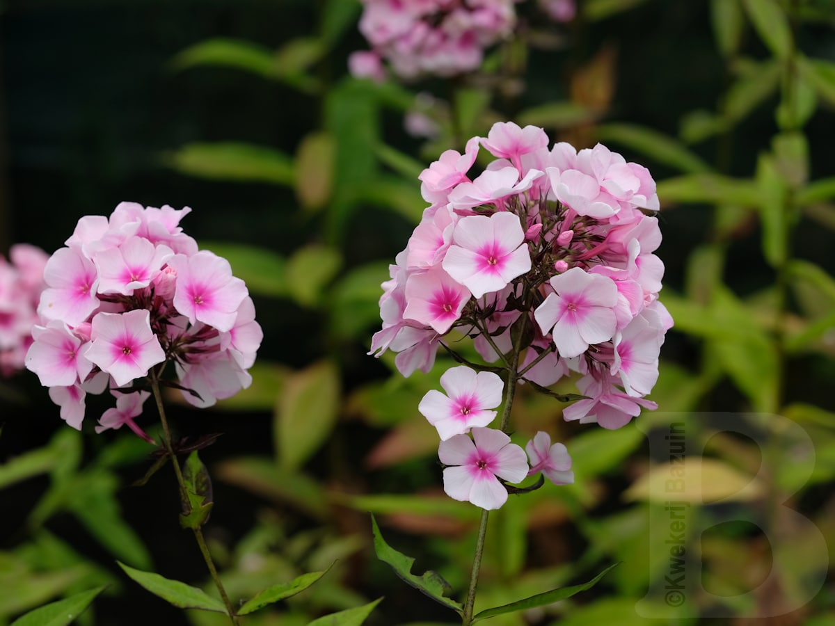 Brumărele Înalte - Phlox Paniculata 'Bright Eyes'