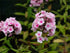 Brumărele Înalte - Phlox Paniculata 'Bright Eyes'