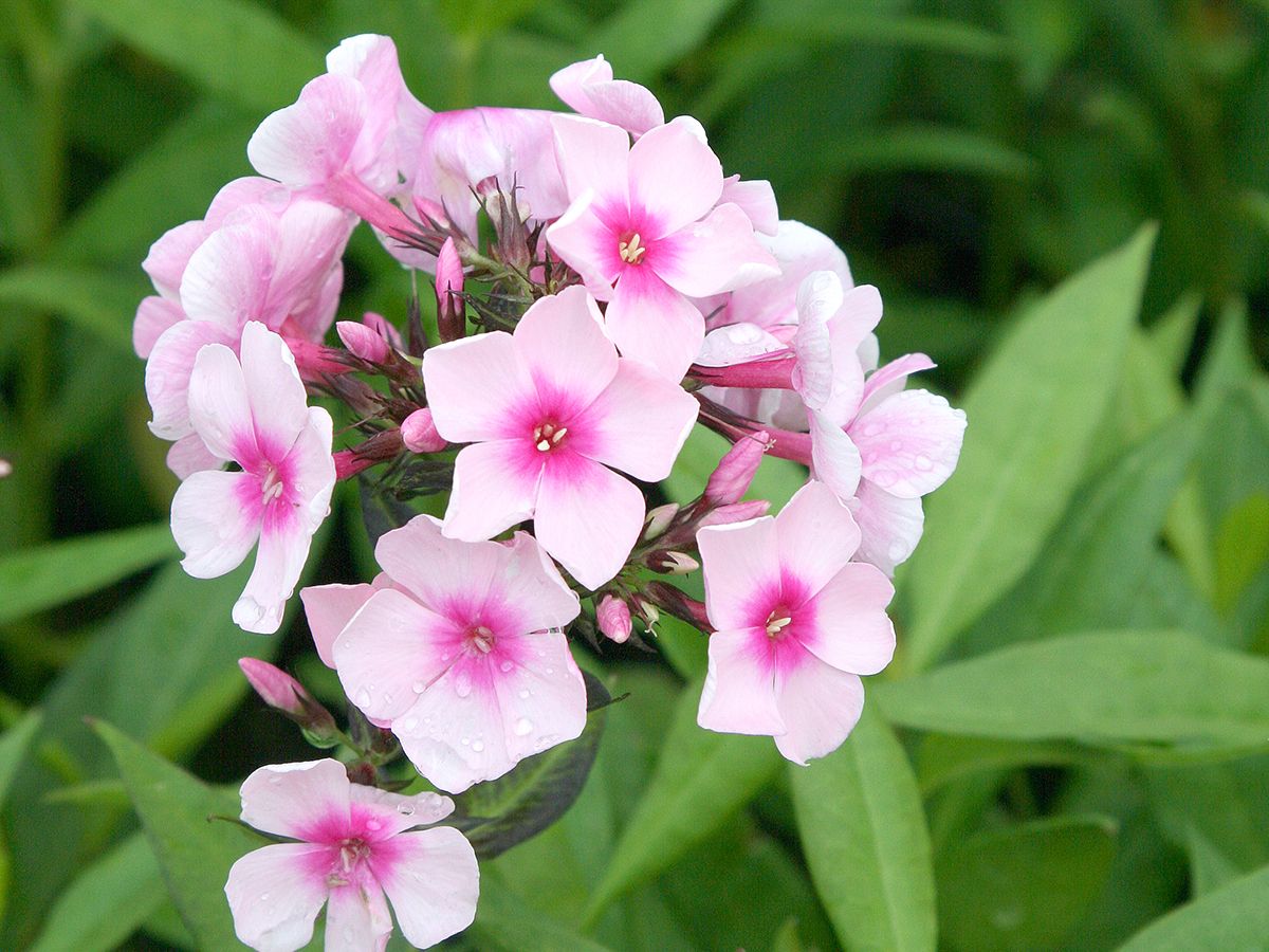 Brumărele Înalte - Phlox Paniculata 'Bright Eyes'