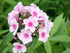 Brumărele Înalte - Phlox Paniculata 'Bright Eyes'