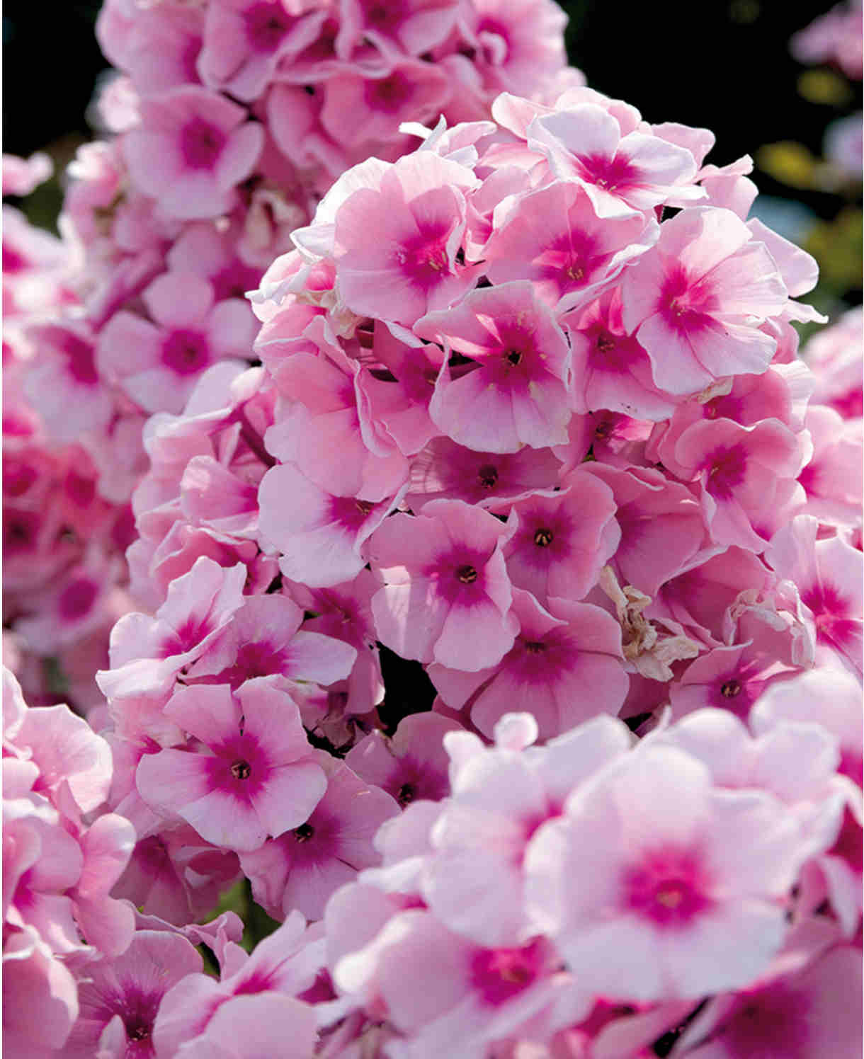 Brumărele Înalte - Phlox Paniculata 'Bright Eyes'