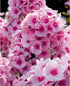 Brumărele Înalte - Phlox Paniculata 'Bright Eyes'