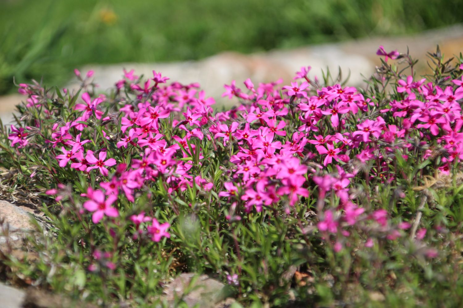 Brumărele pitice - Phlox Subulata 'Atropurpurea'