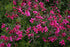Brumărele pitice - Phlox Subulata 'Atropurpurea'