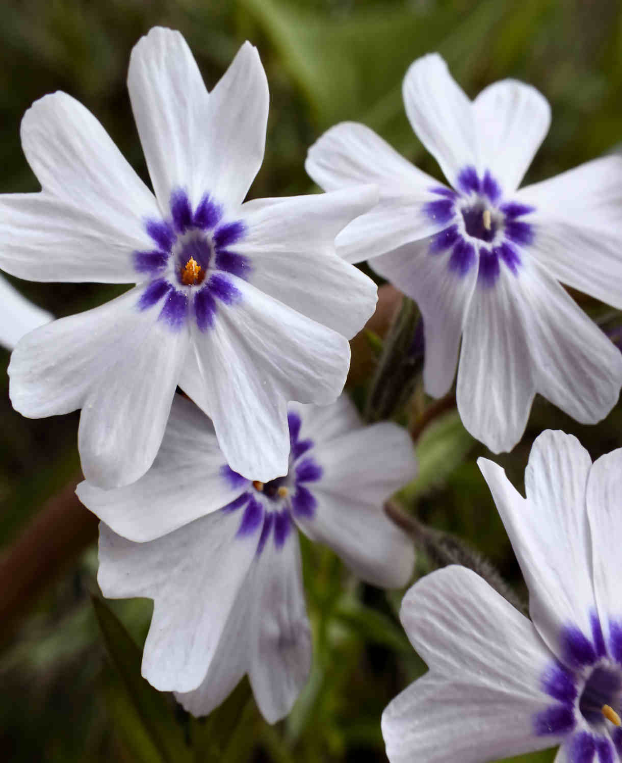 Brumărele pitice - Phlox Subulata 'Bavaria'