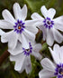 Brumărele pitice - Phlox Subulata 'Bavaria'