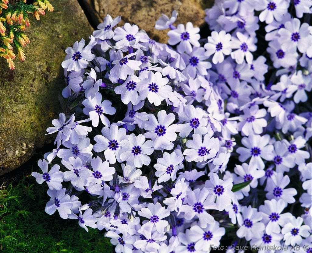 Brumărele pitice - Phlox Subulata 'Bavaria'