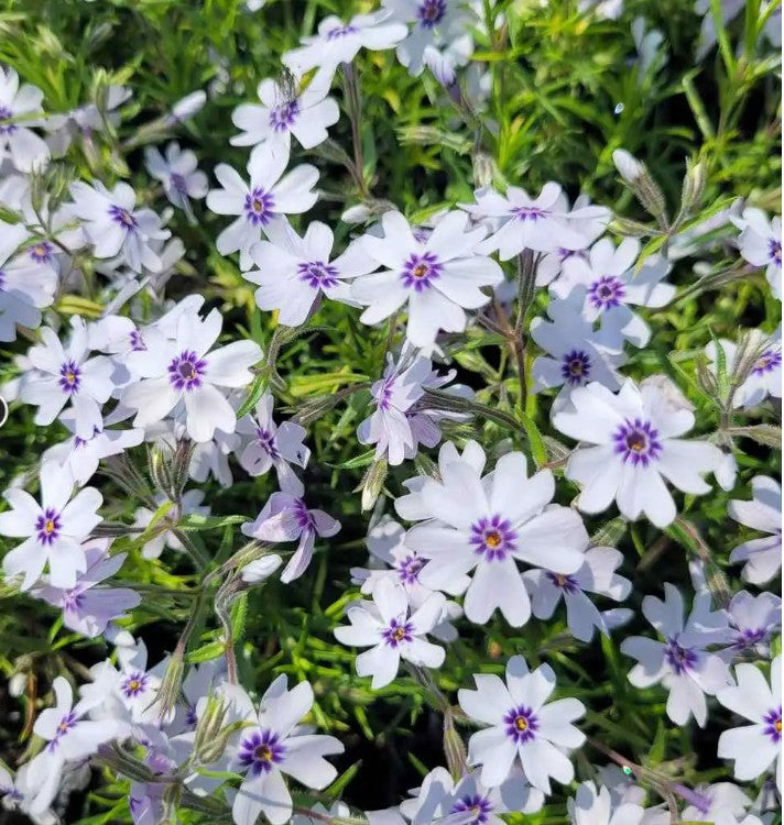 Brumărele pitice - Phlox Subulata 'Bavaria'