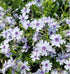 Brumărele pitice - Phlox Subulata 'Bavaria'