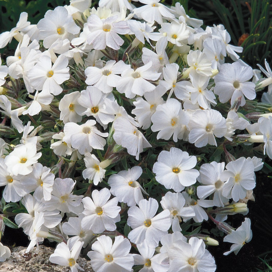 Brumărele pitice - Phlox Subulata 'Fabulous White'