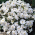 Brumărele pitice - Phlox Subulata 'Fabulous White'