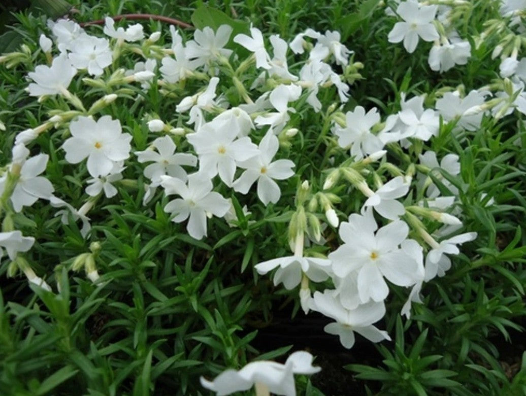 Brumărele pitice - Phlox Subulata 'Fabulous White'