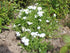 Brumărele pitice - Phlox Subulata 'Fabulous White'