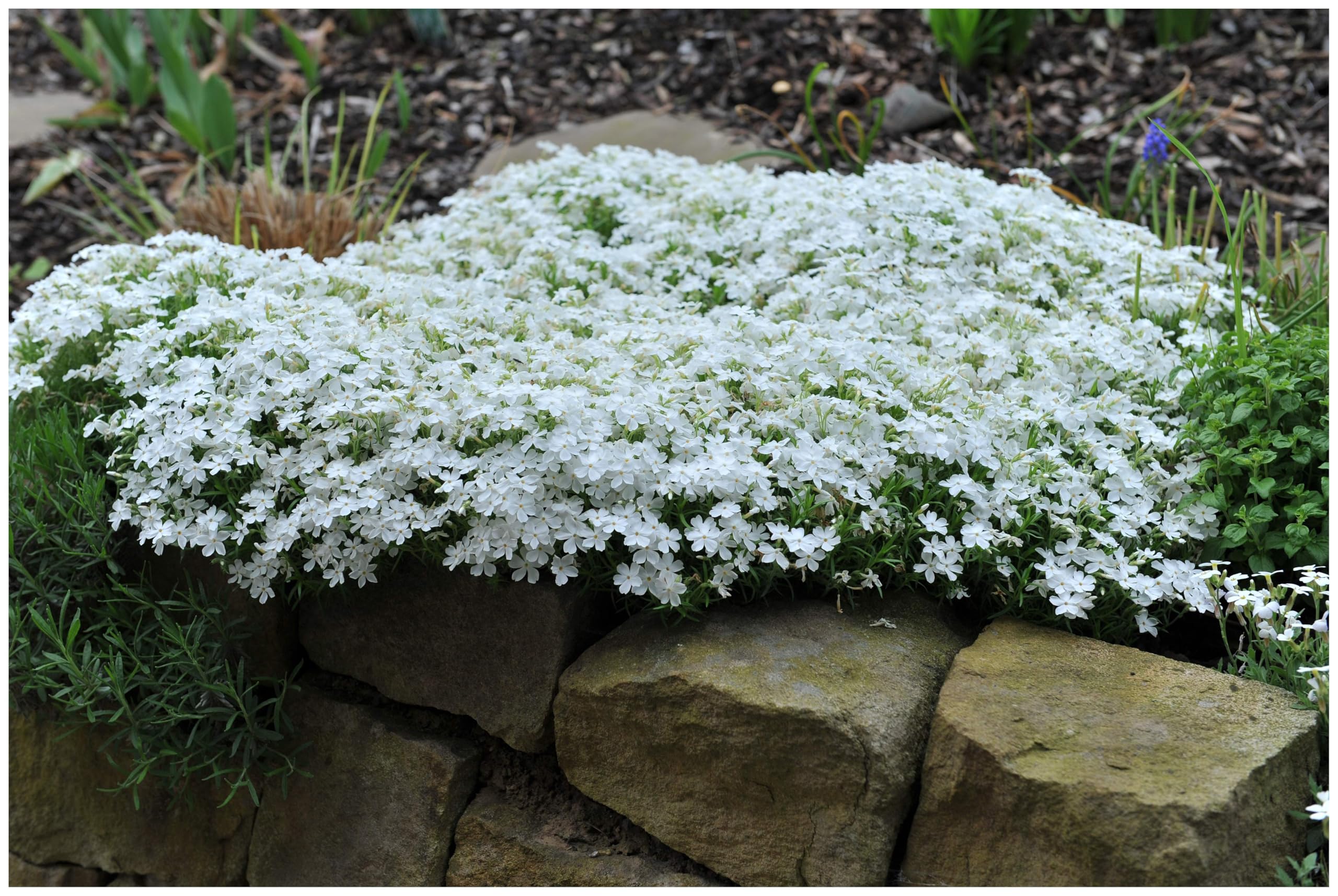 Brumărele pitice - Phlox Subulata 'Fabulous White'